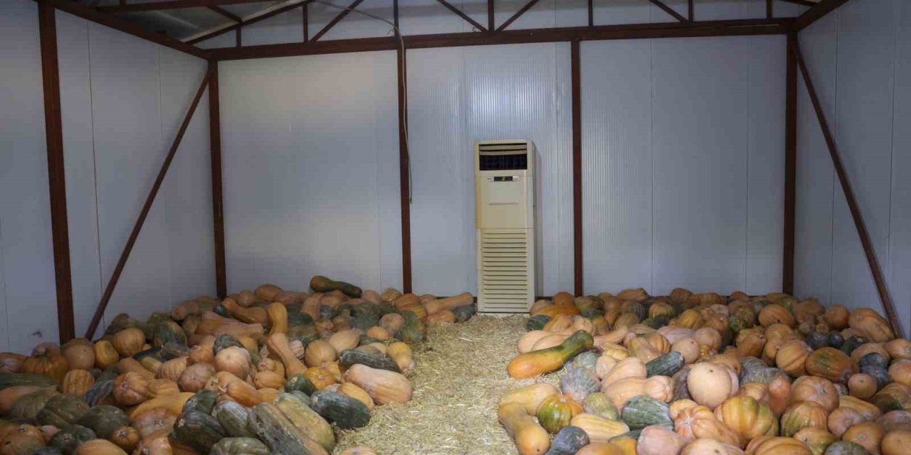 Büyükşehir, Faydalı Böcek Üretimi İle Kalıntı Sorununda Çözüm Hedefliyor