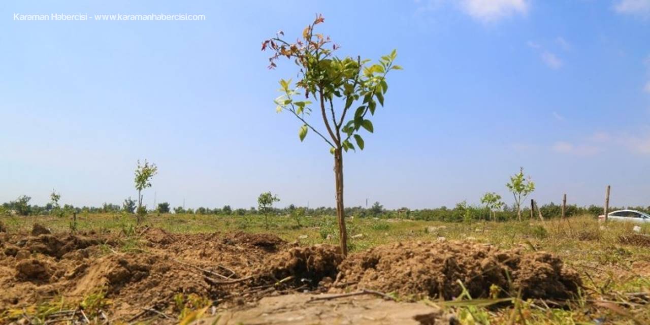 Mersin'de Çamları Kesip Limon Fidanı Diktiler