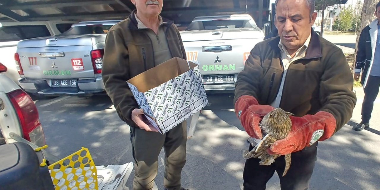 Yaralı Kulaklı Orman Baykuşu Tedavi Altına Alındı