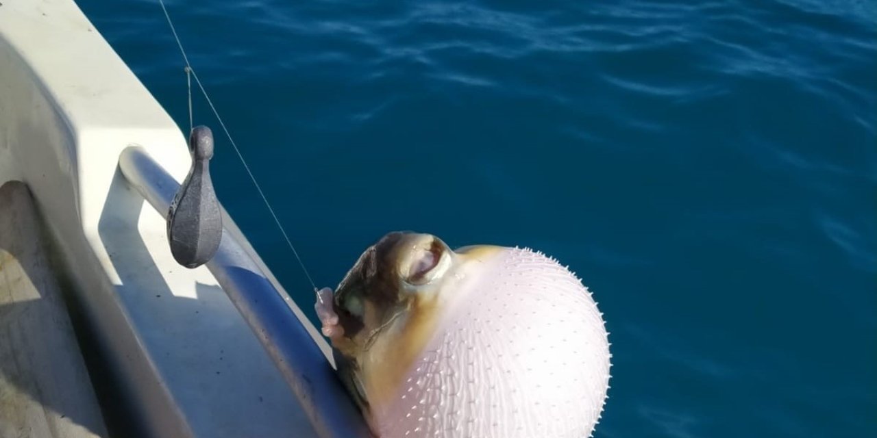 Mersinli Balıkçılar ’balon Balığı Avcılığına Yönelik Teşvik’ten Memnun