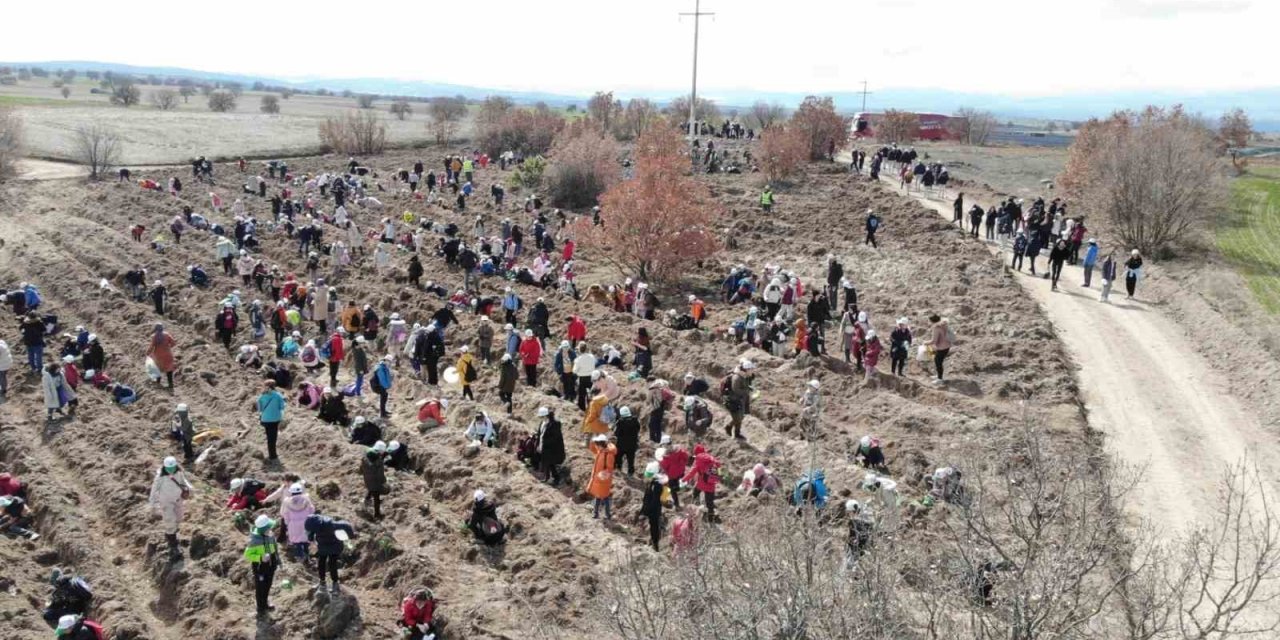 Eskişehir’de 8 Bin Fidan Toprakla Buluştu