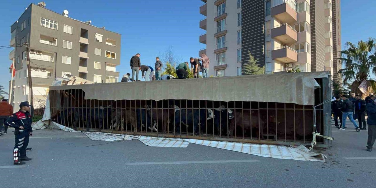 Canlı Hayvan Taşıyan Tır Devrildi