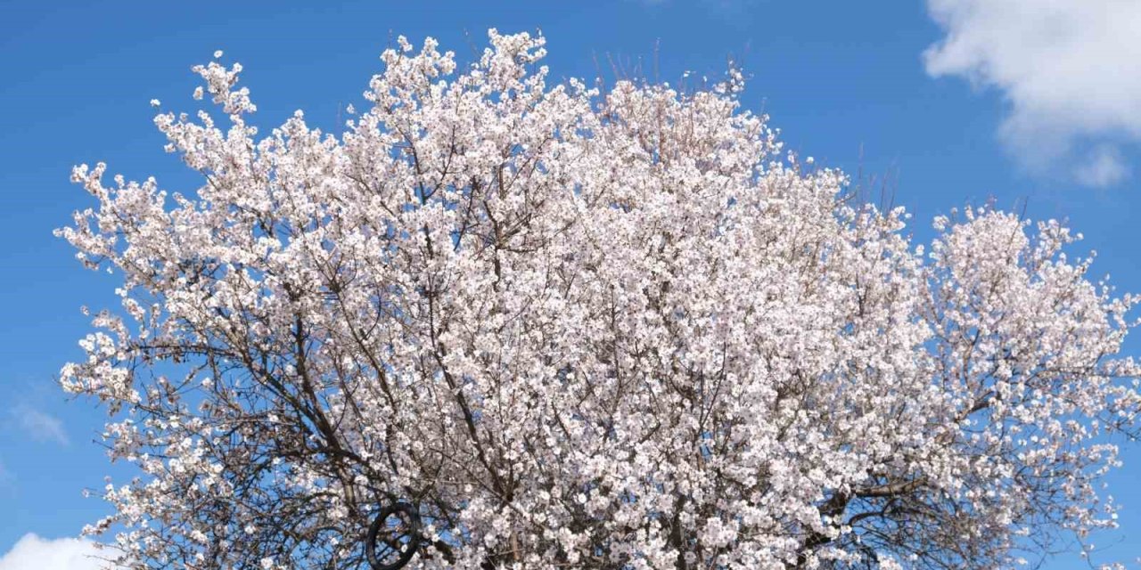 Erken Çiçek Açan Ağaçların Görüntüsü Mest Etti