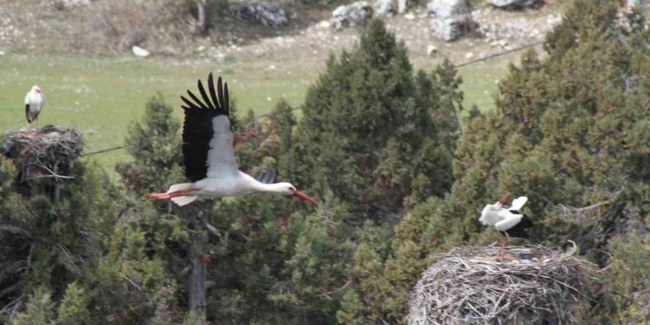 Bahar Geldi, Ardıç Ağaçlarının Üzerindeki Yuvalar Leyleklerle Şenlendi