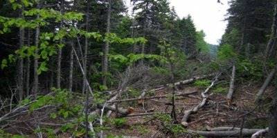 Karaman'da Kestiği Ağacın Altında Kalan İşçi Hayatını Kaybetti