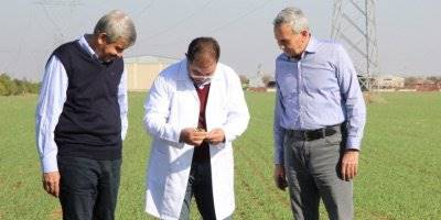 Ahmet Buğdayı Kıraç Anadolu Topraklarının Yeni Ümidi