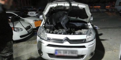 Mersin'de Uyuşturucu Sevkiyatını Narkotik Köpeği 