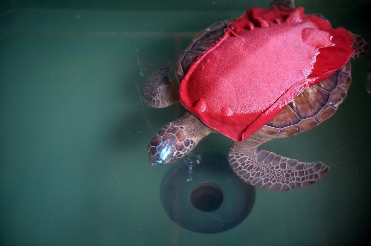 Mersin'de Tedavi Edilen Deniz Kaplumbağaları Suyla Buluştu