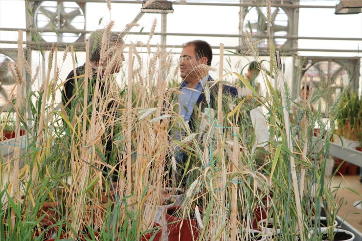 Yeni Geliştirilen Buğday, Kıraç Arazilere Umut Olacak