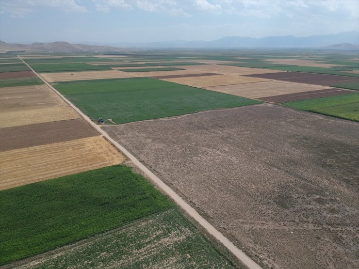 Yeni Geliştirilen Buğday, Kıraç Arazilere Umut Olacak