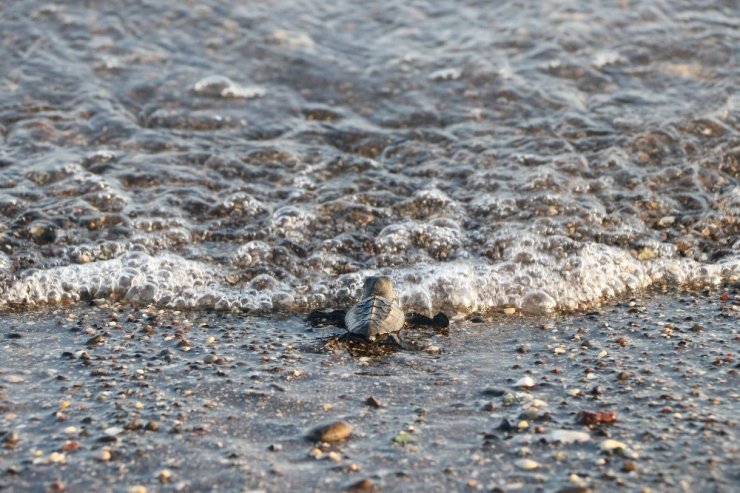 Dünya Mersin’deki Deniz Kaplumbağalarını Takip Ediyor