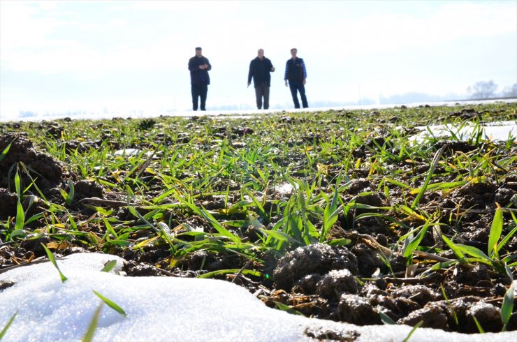 Konya'da Yağışlar Çiftçiye Nefes Aldırdı