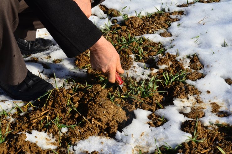 Konya'da Yağışlar Çiftçiye Nefes Aldırdı