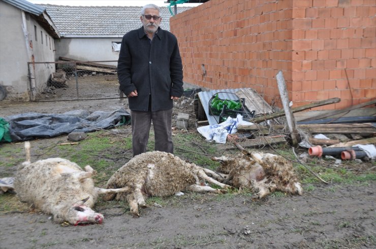 Konya'da Başıboş Köpekler Koyun Ağılına Saldırdı