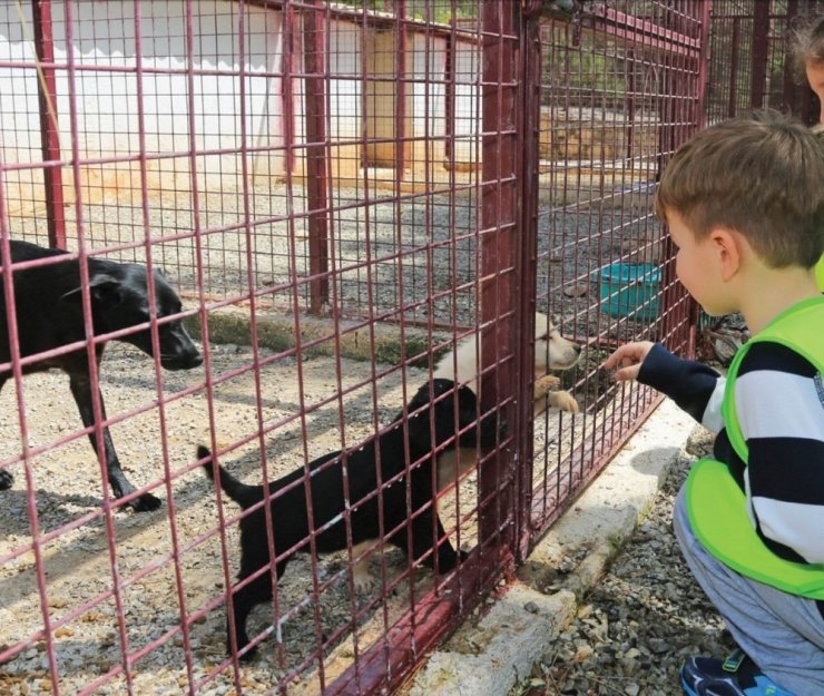 Konya'da Sokak Hayvanlarına Modern Barınak