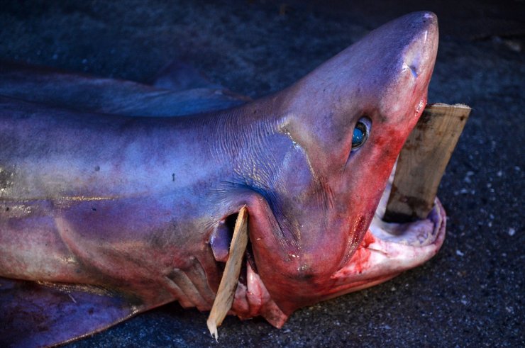 Mersin'de 4 Metre Uzunluğunda Köpek Balığı Yakalandı