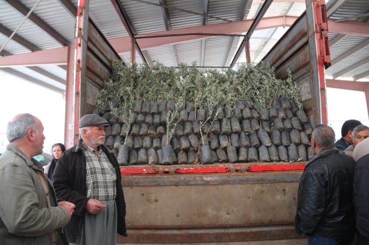 Mersin'de Çiftçilere Zeytin Ve Ceviz Fidanı Dağıtıldı