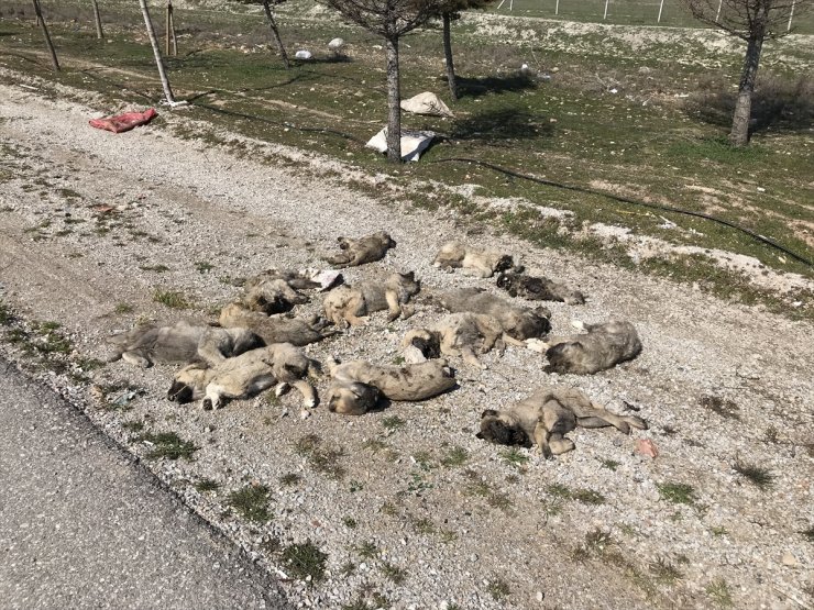 Konya'da Yol Kenarına Atılmış 13 Ölü Köpek Yavrusu Bulundu