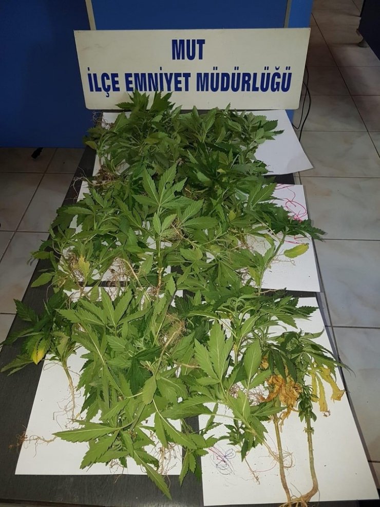 İç Çamaşırının İçerisinde Satışa Hazır Esrar Ele Geçirildi