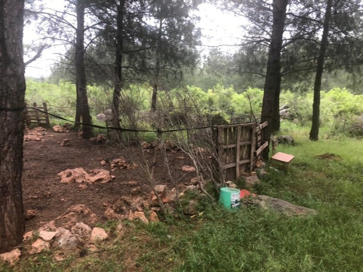 Antalya'da Çaldıkları Hayvanlarla Karaman'da Yakalandılar