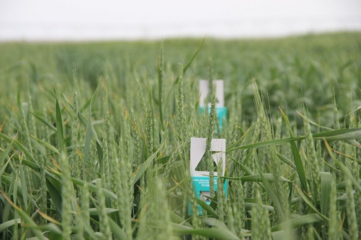 Konya’da Doğaya Faydalı 850 Bin Böcek Bırakıldı