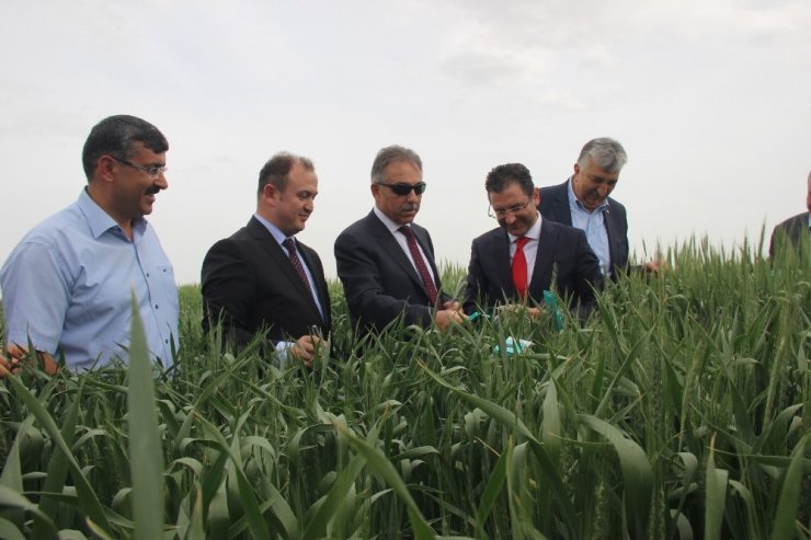 Konya’da Doğaya Faydalı 850 Bin Böcek Bırakıldı