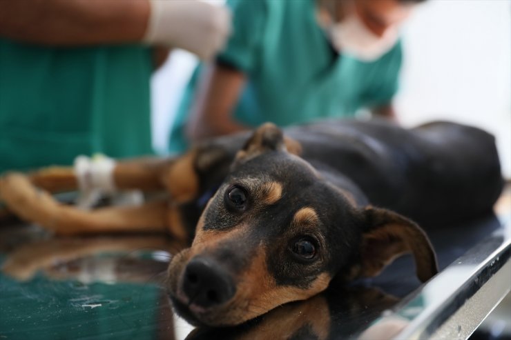 Mersin'de Başından Silahla Vurularak Yaralanan Köpeğe Yardım Eli