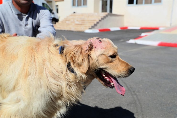 Mersin'de Başından Silahla Vurularak Yaralanan Köpeğe Yardım Eli