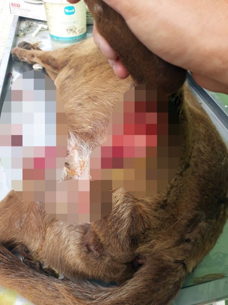 Mersin'de Sokak Köpeğini Bıçaklayarak Ölüme Terk Ettiler
