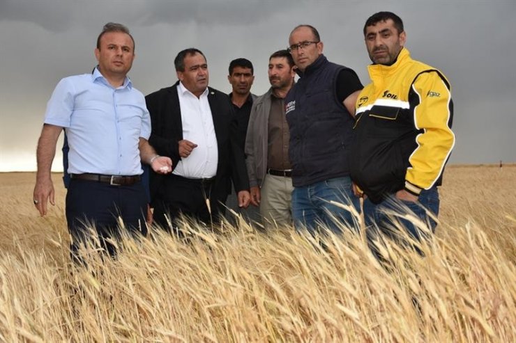 Konya'dan Sonra Aksaray’da Tarım Arazileri Doludan Zarar Gördü