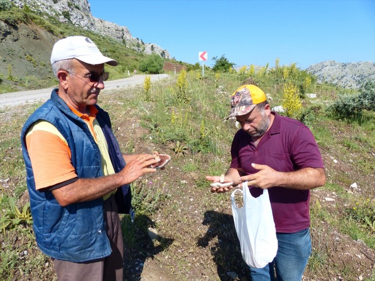 Toroslar'da "mor mantar" toplama zamanı