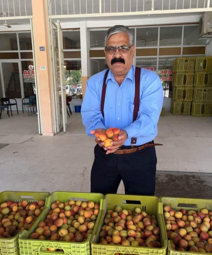 Mutlu Kayısı Üreticisinin Yüzü gülüyor