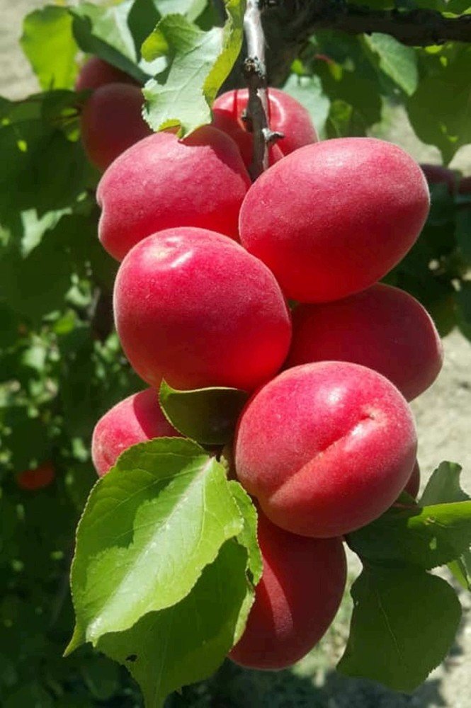 Mutlu Kayısı Üreticisinin Yüzü gülüyor