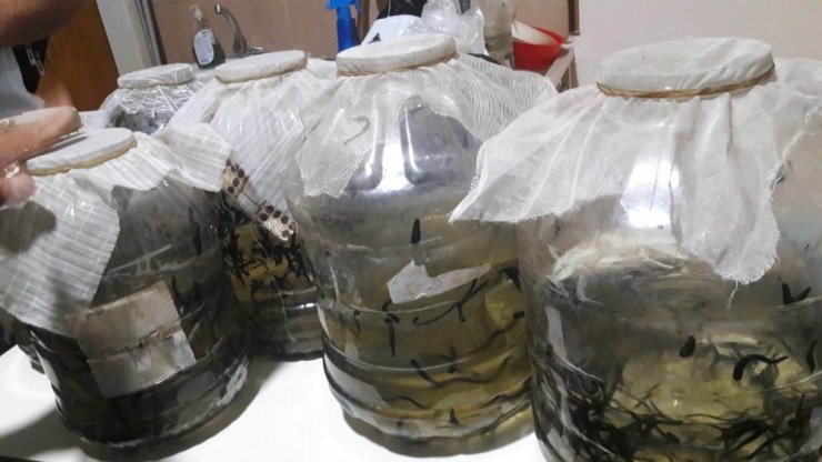 Konya’da Yasa Dışı Sülük Satışına Para Cezası