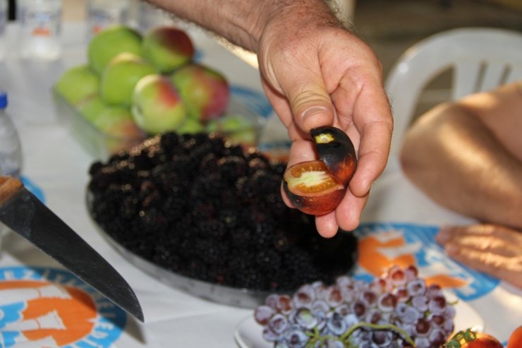 Mersin'de Şaşırtan Domatesler