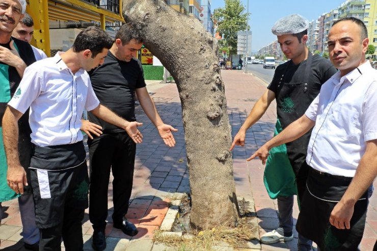Antalya’da 30 Yıllık Çınar Ağacına Asit mi Döküldü