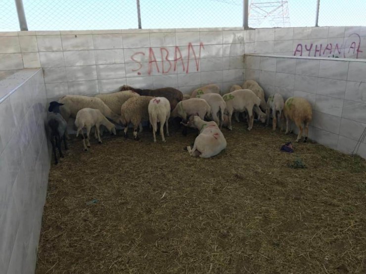 Ereğli'de 20 Noktadan 164 Hayvan Çaldılar