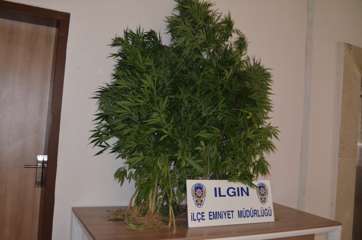 Konya Ilgın'da Hint Keneviri Ele Geçirildi
