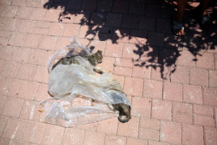 Antalya Kedilere Yapılan Vicdansızlığı Konuşuyor