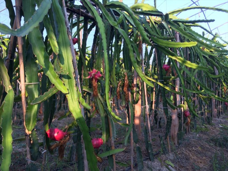 Mersin'de ejder meyvesi hasadı