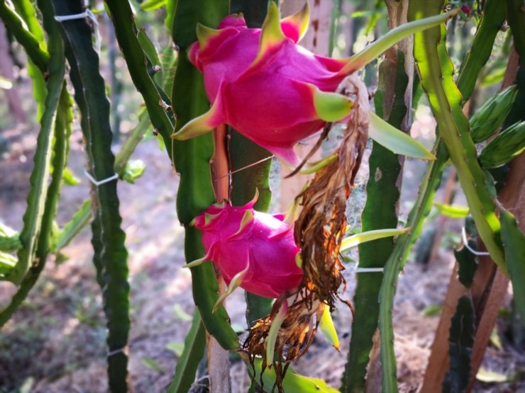 Mersin'de ejder meyvesi hasadı