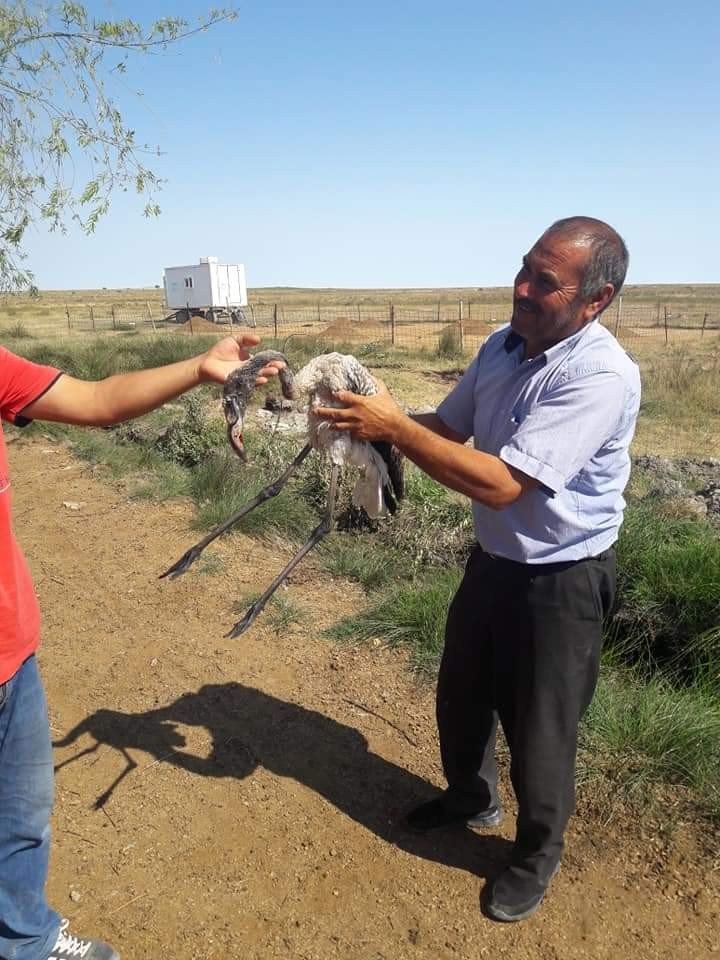 Aksaray'da Yaralı Flamingo Tedavi Edilerek Doğaya Bırakıldı