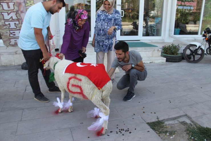 Konya'da Gelin Adayına Süslü Koç Geleneği Bozulmadı