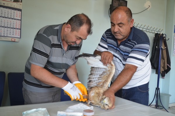 Kayseri'de Yaralı Şahine Belediye Sahip Çıktı