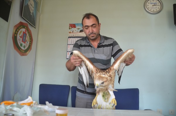 Kayseri'de Yaralı Şahine Belediye Sahip Çıktı