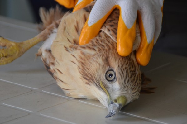 Kayseri'de Yaralı Şahine Belediye Sahip Çıktı