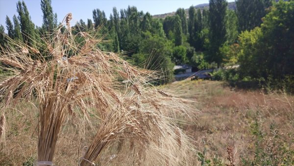 Bozkır'da Örnek Yerel Buğday Türleri Hasatı