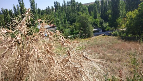 Bozkır'da Örnek Yerel Buğday Türleri Hasatı