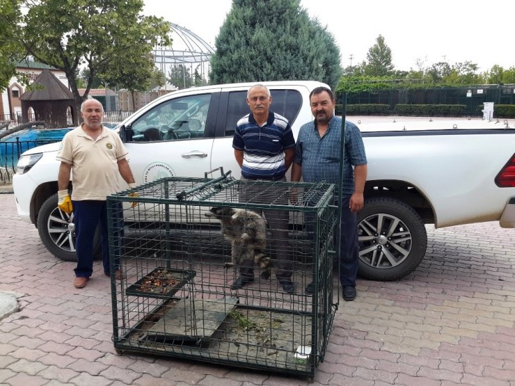 Konya’da Cami Lojmanının Çatısına Çıkan Rakun Yakalandı