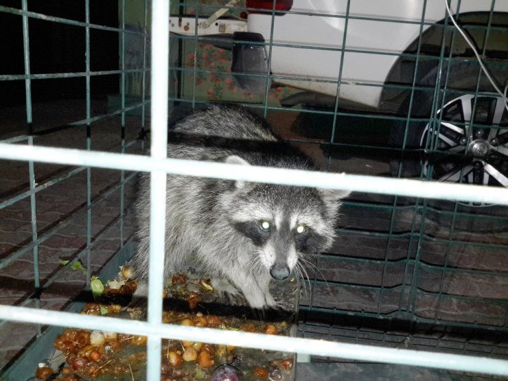 Konya’da Cami Lojmanının Çatısına Çıkan Rakun Yakalandı